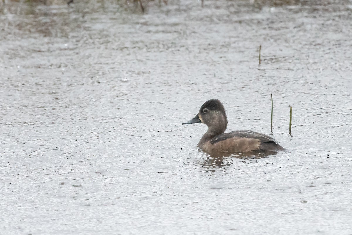 Ring-necked Duck - Daniel Campeau