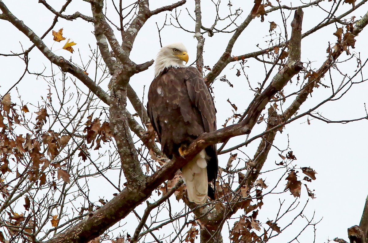 Bald Eagle - ML380212141