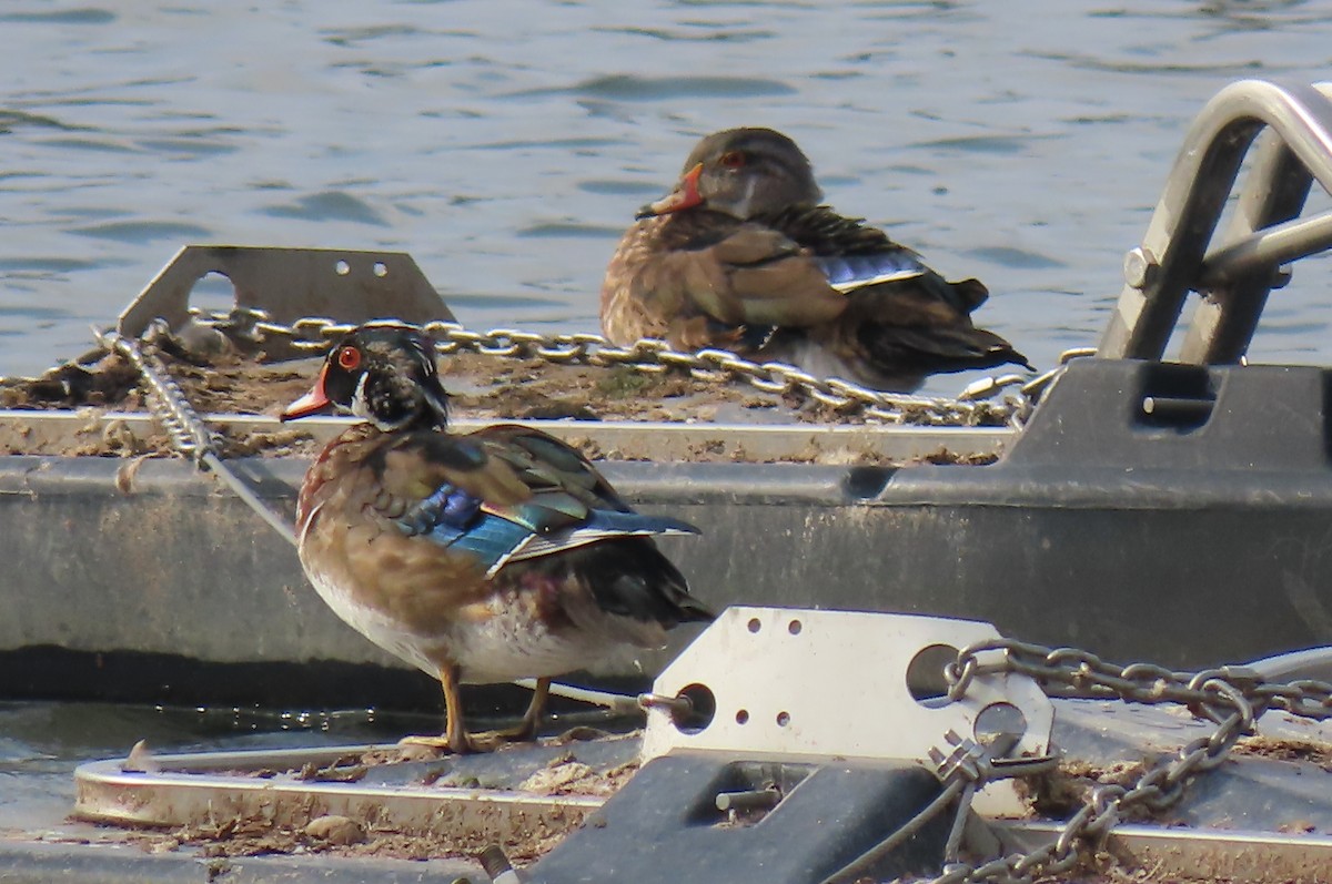 Wood Duck - ML380212191