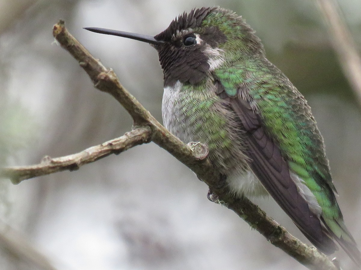 Anna's Hummingbird - Kai Frueh