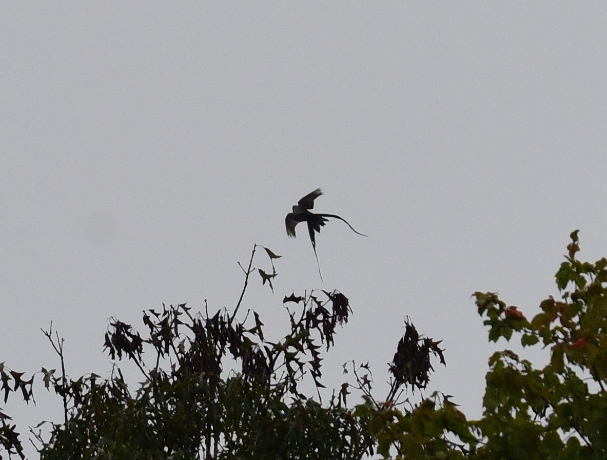 Fork-tailed Flycatcher - ML380213141