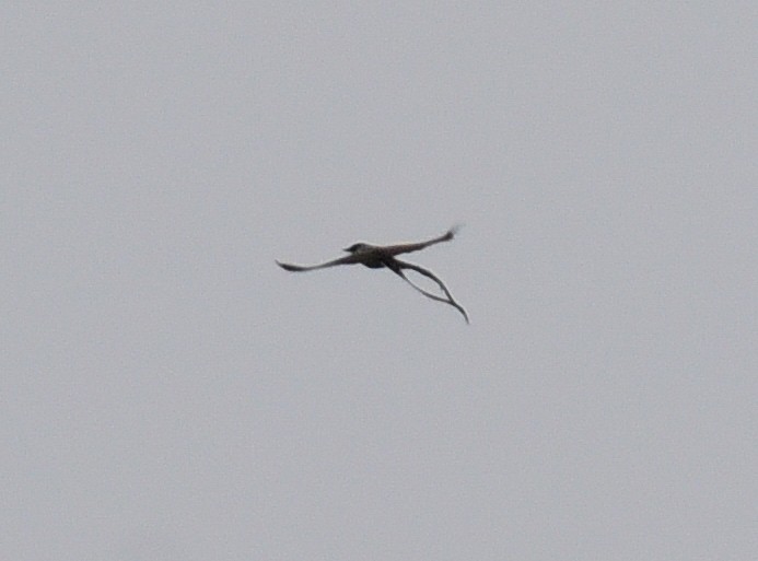 Fork-tailed Flycatcher - ML380213181