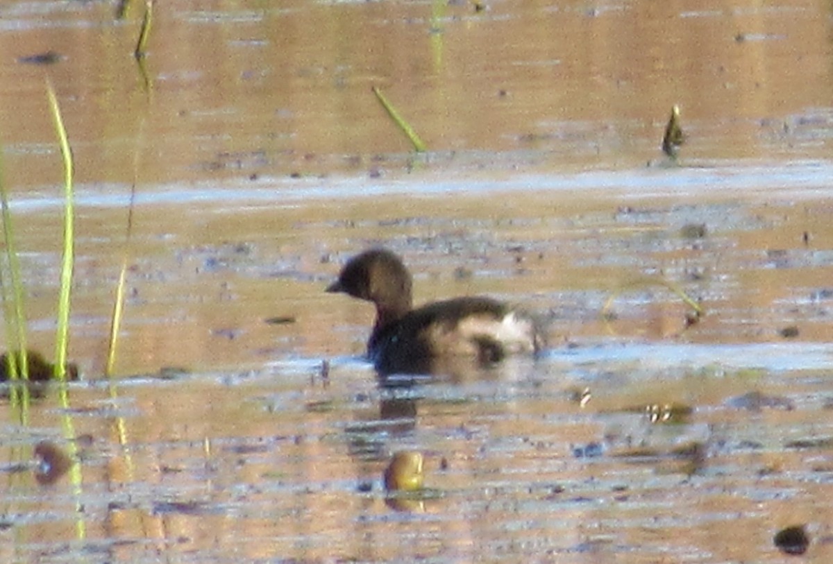 Pied-billed Grebe - Dan Cimbaro