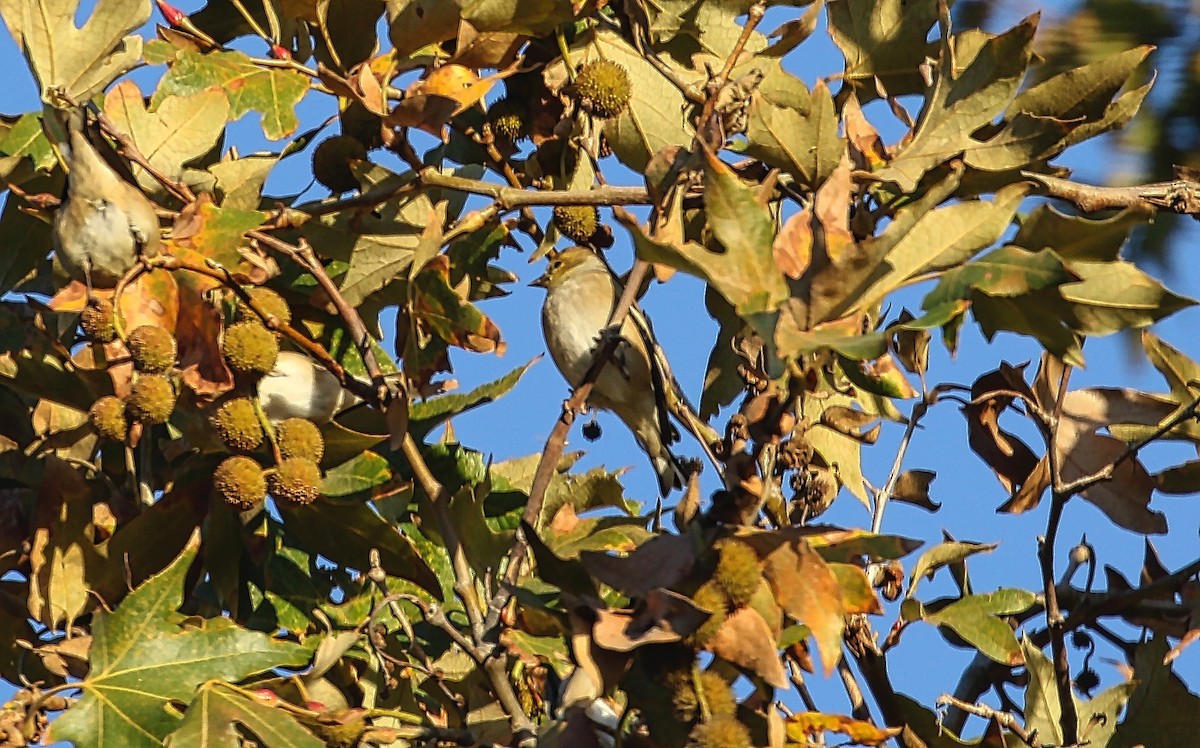 American Goldfinch - ML380213761