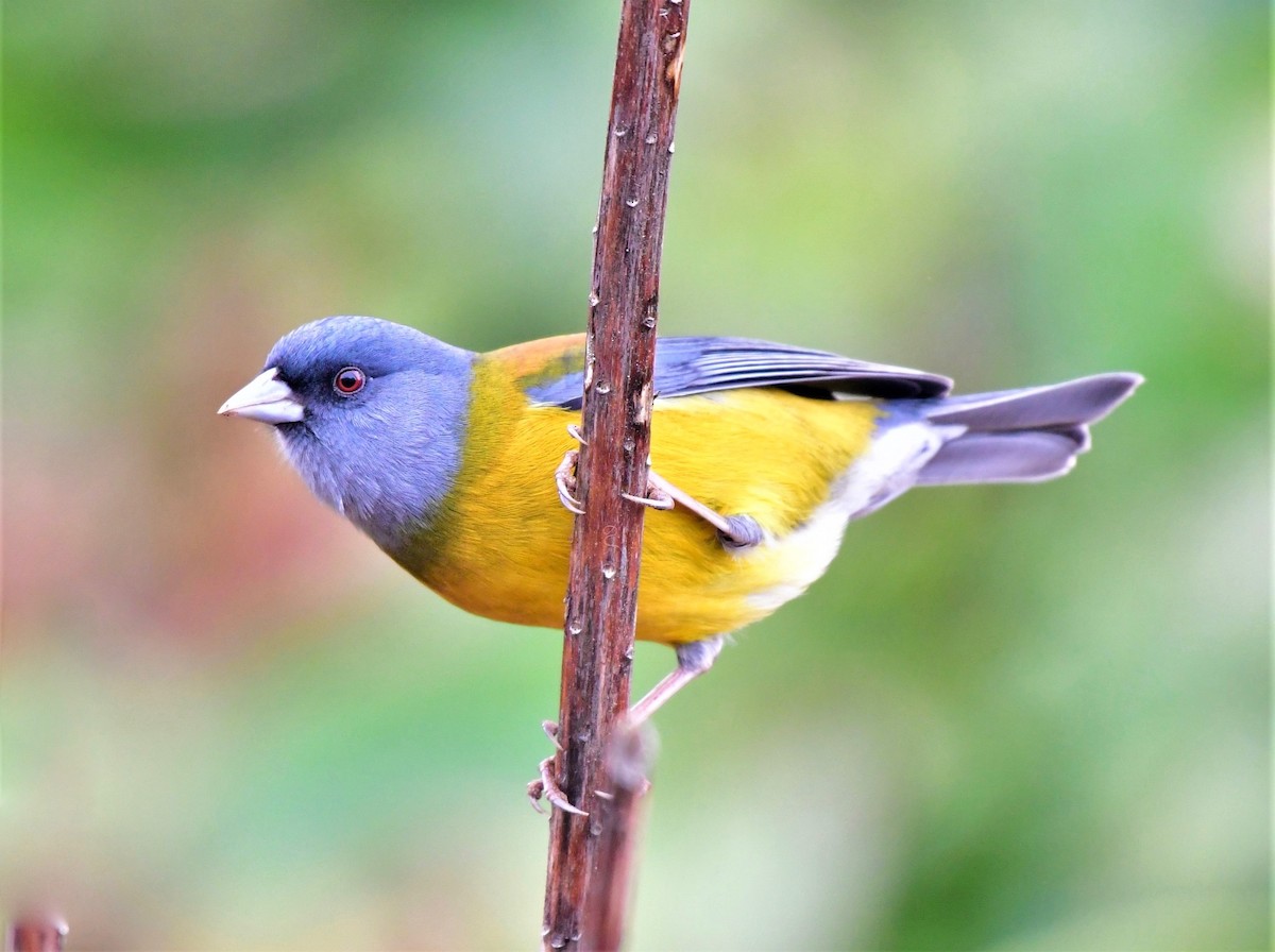 Patagonian Sierra Finch - ML380214801