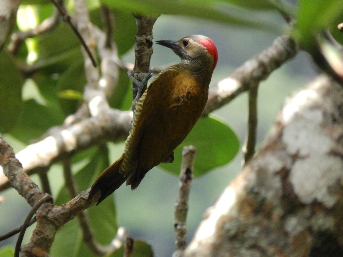 Golden-olive Woodpecker - Edouard Paiva