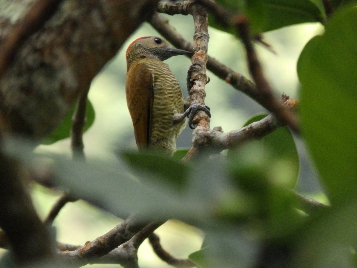 Golden-olive Woodpecker - Edouard Paiva