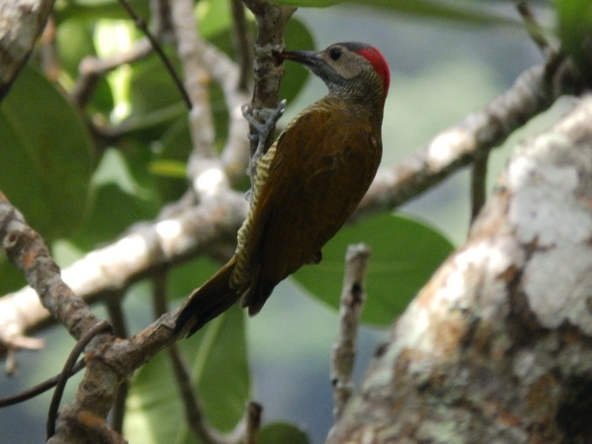 Golden-olive Woodpecker - Edouard Paiva