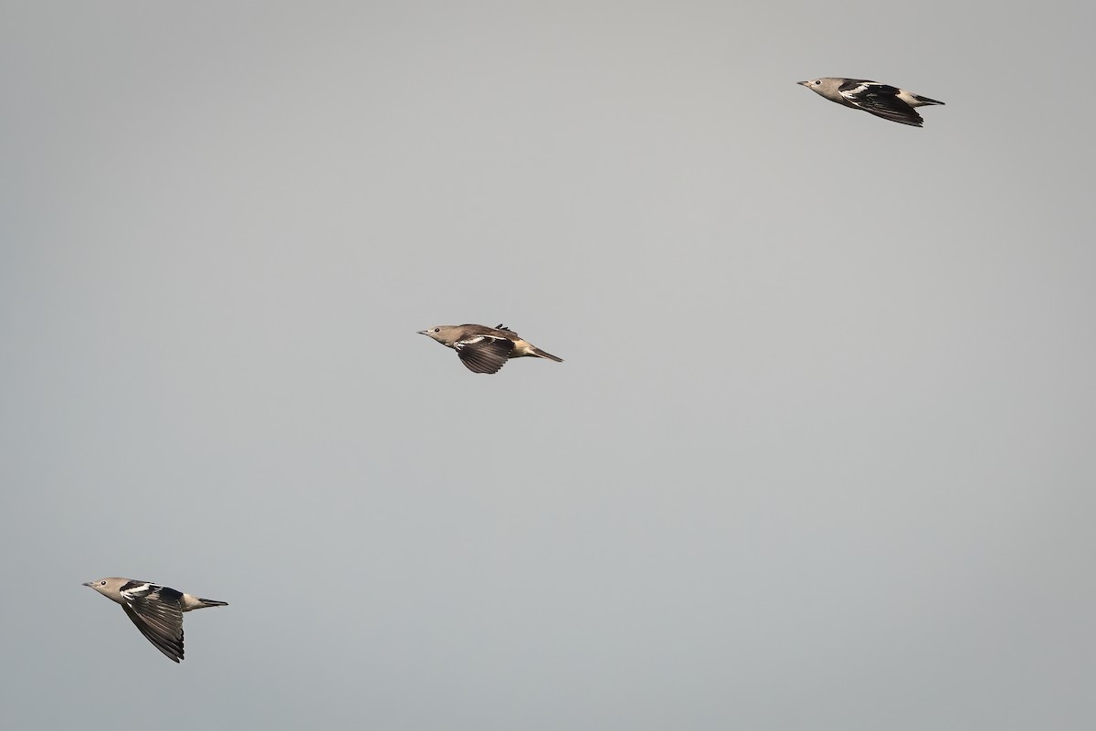 Daurian Starling - ML380215051