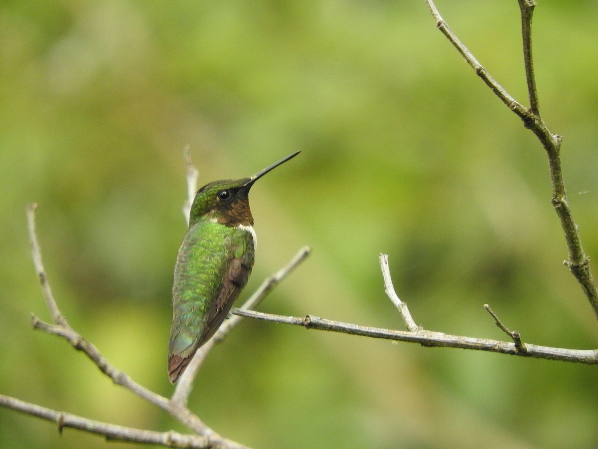 Ruby-throated Hummingbird - ML380215471