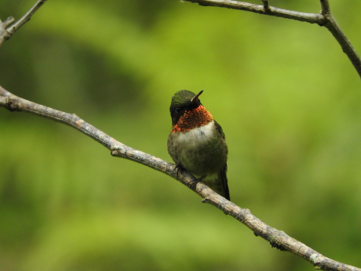Ruby-throated Hummingbird - ML380215801
