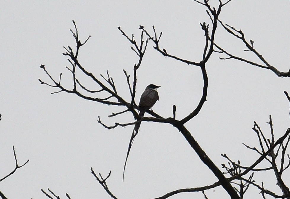 Fork-tailed Flycatcher - ML380215921