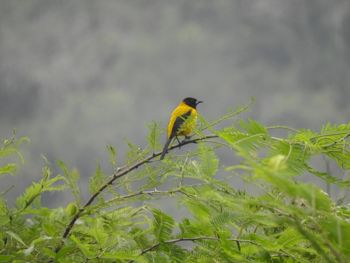 Audubon's Oriole - ML380215941