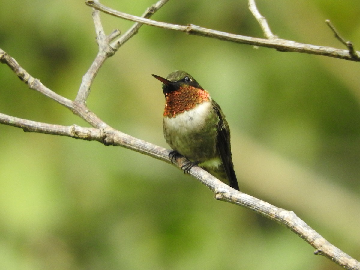 Ruby-throated Hummingbird - ML380216051