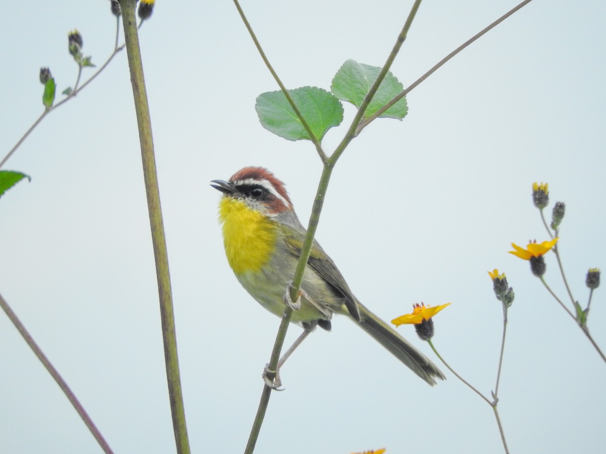 Rufous-capped Warbler - ML380216131