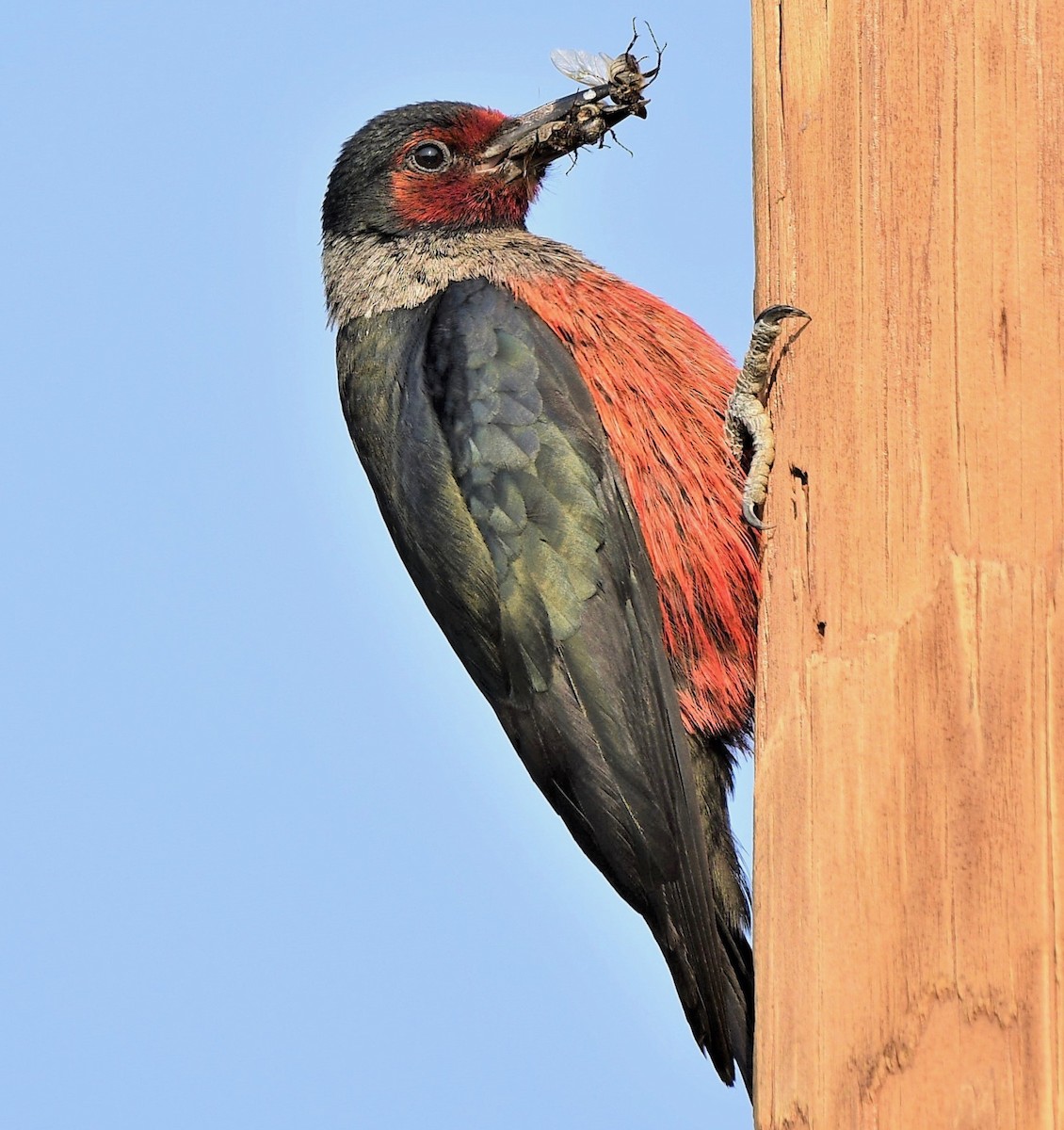 Lewis's Woodpecker - ML380216491