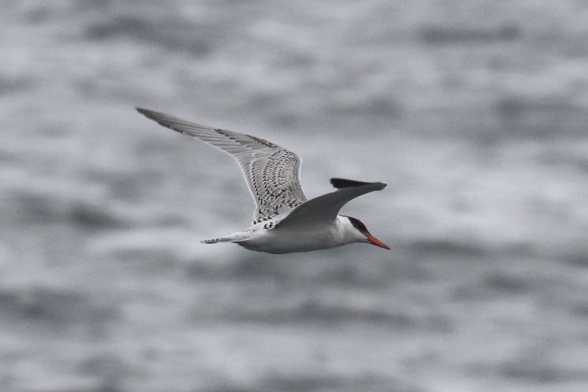 Caspian Tern - ML380216801