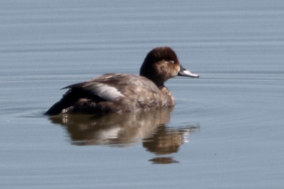 Redhead - Verlee Sanburg