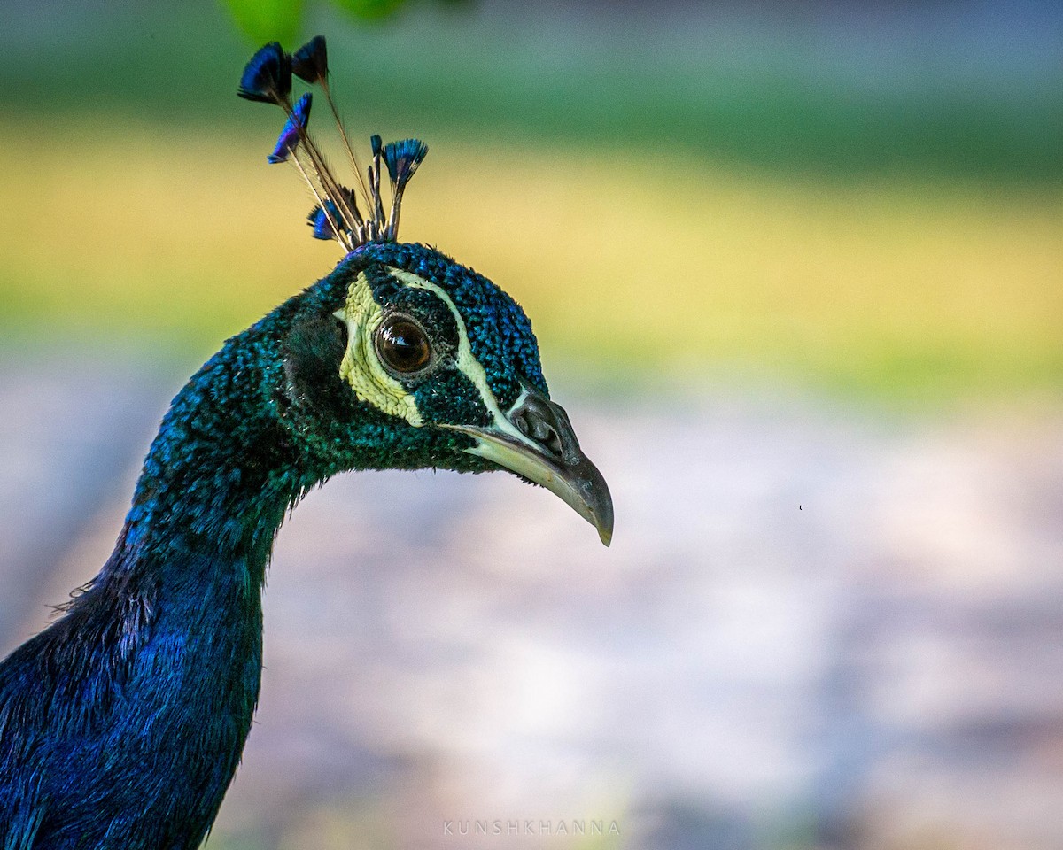 Indian Peafowl - ML380220331