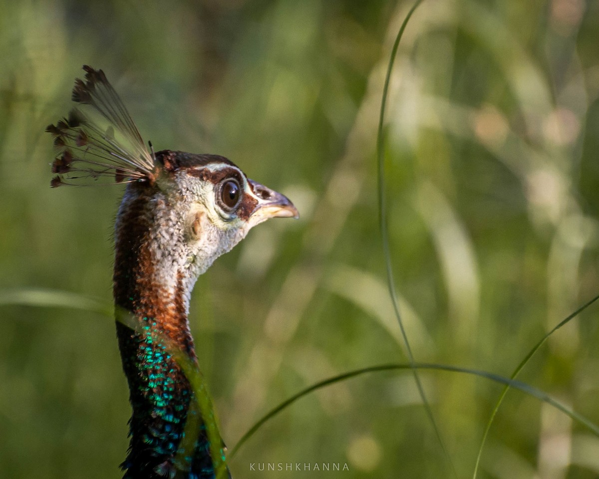 Indian Peafowl - ML380220361