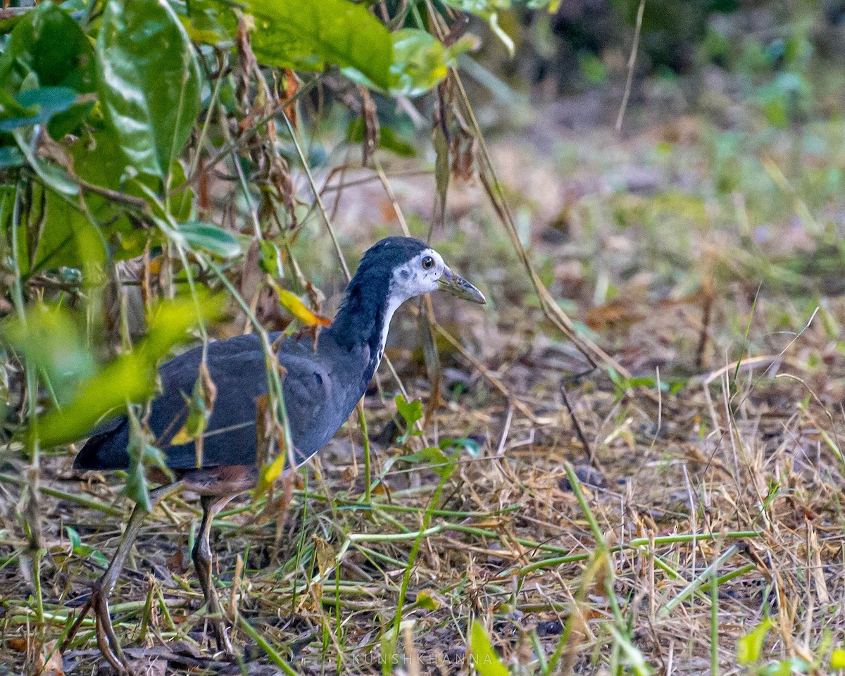 White-breasted Waterhen - ML380220561