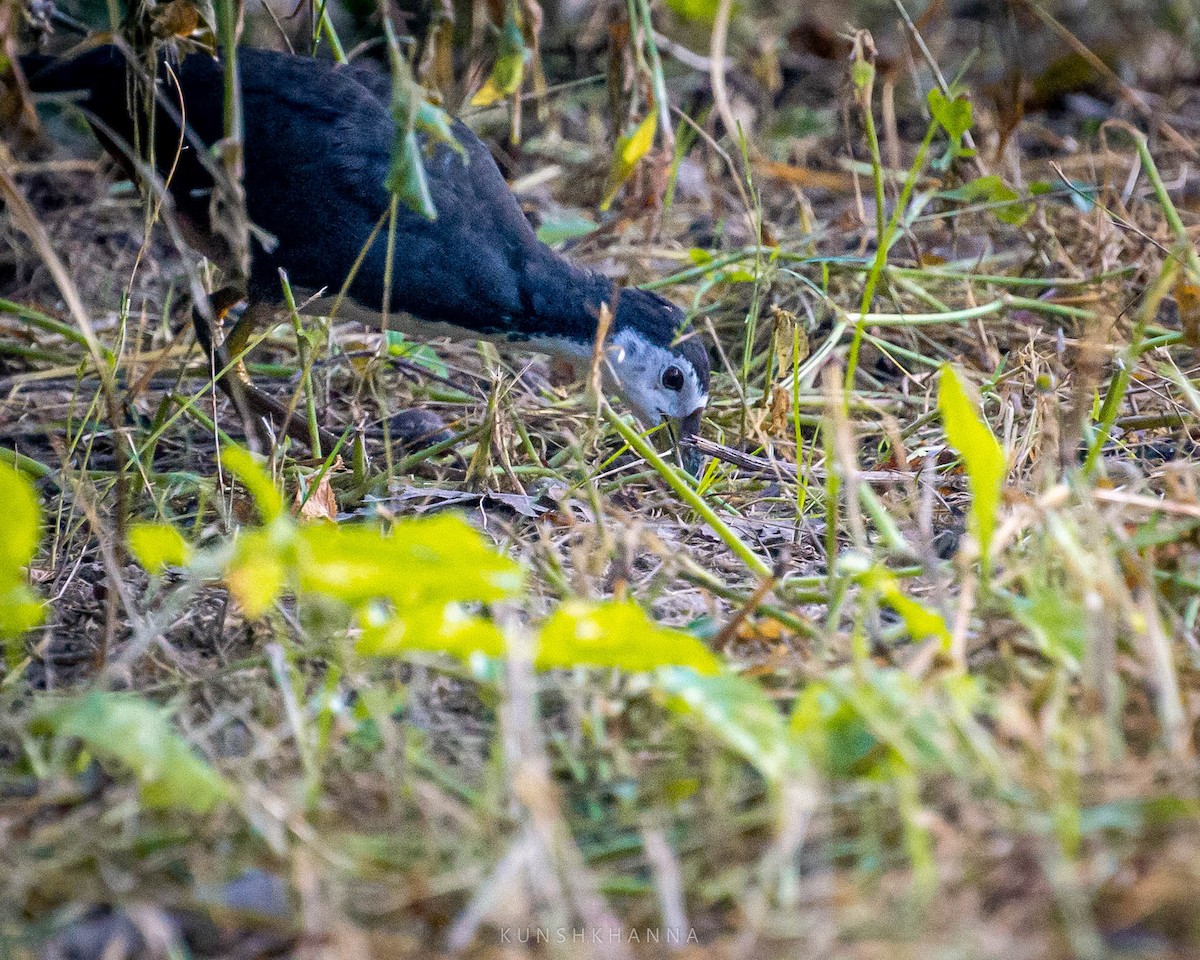 White-breasted Waterhen - ML380220591