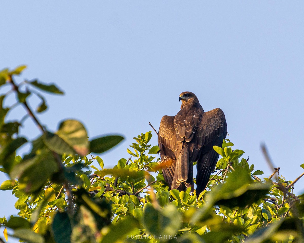 Black Kite - ML380220721