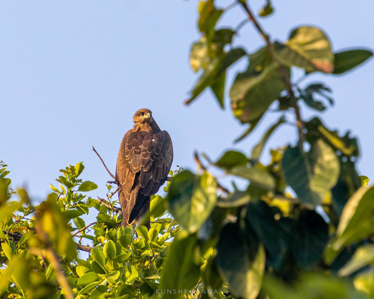 Black Kite - Kunsh Khanna