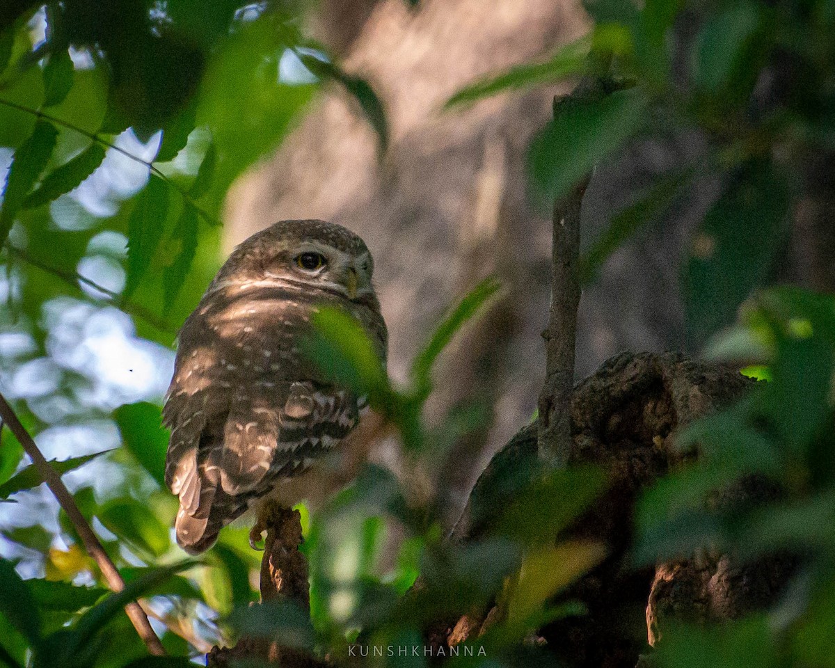 Spotted Owlet - ML380220831
