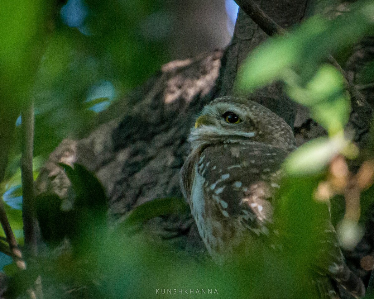 Spotted Owlet - ML380220891