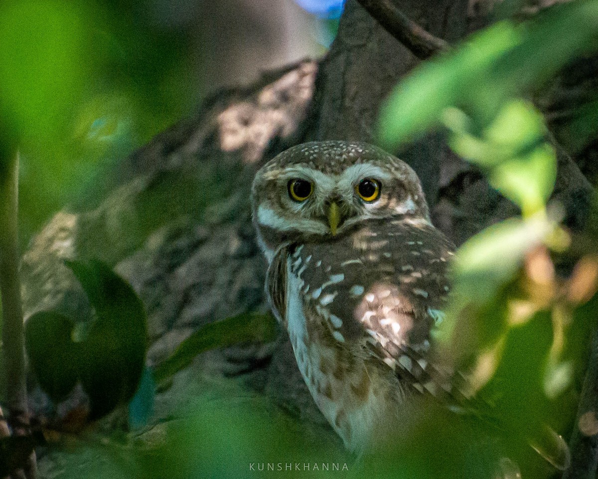 Spotted Owlet - ML380220931