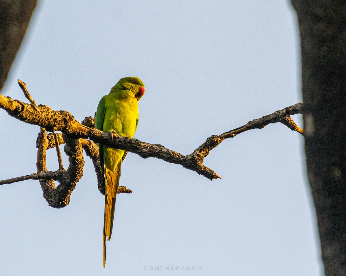 Rose-ringed Parakeet - ML380221291