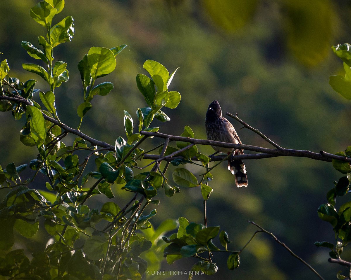 Bulbul à ventre rouge - ML380221561