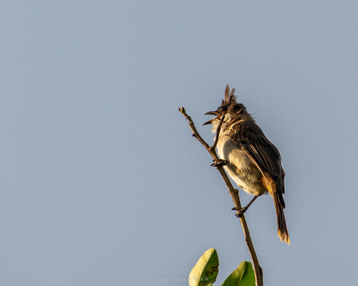 Red-whiskered Bulbul - ML380221701