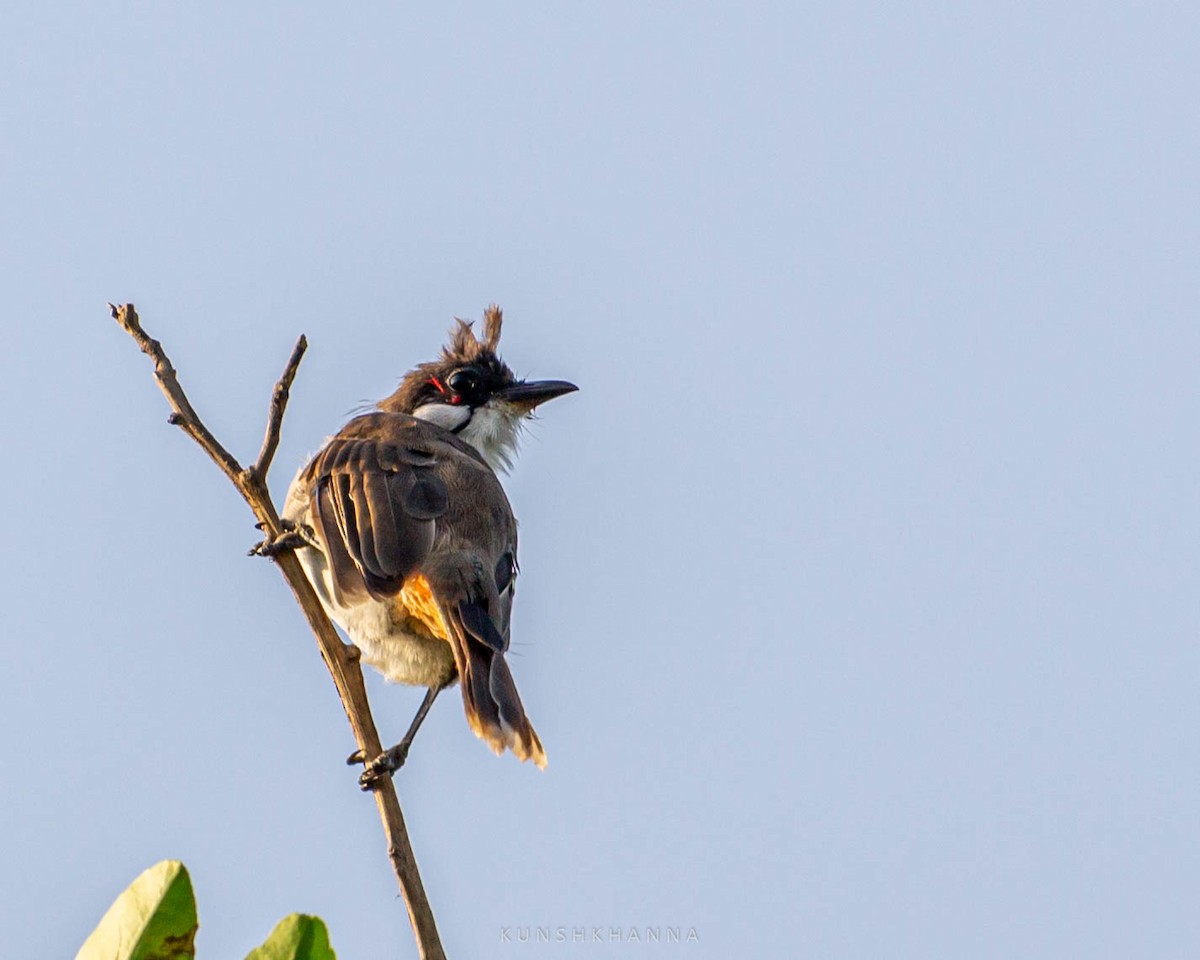 Red-whiskered Bulbul - ML380221741