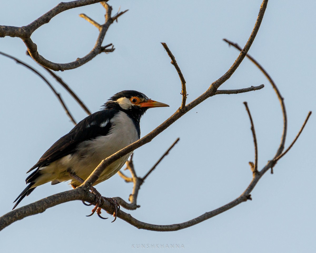 Indian Pied Starling - ML380221901
