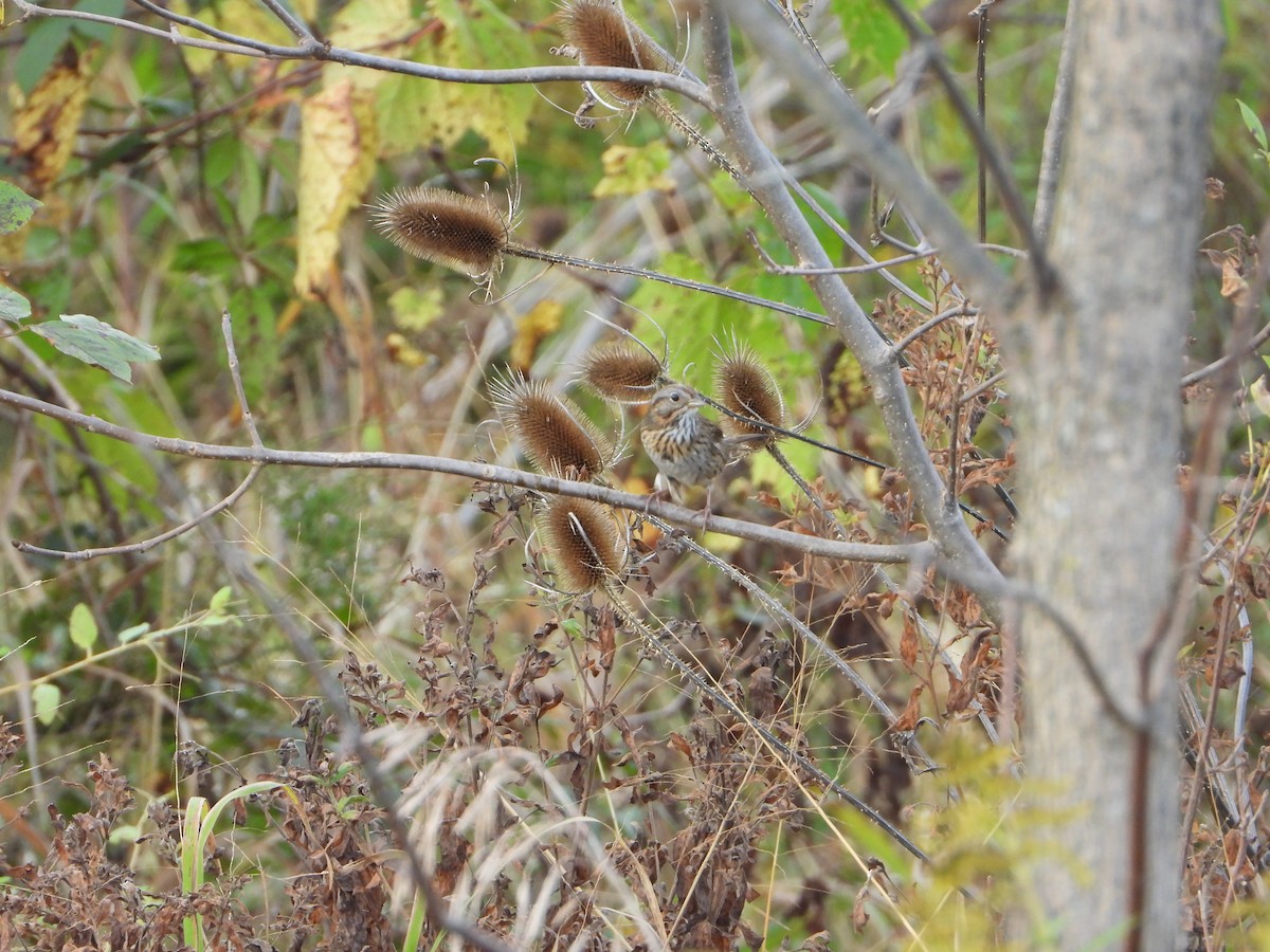 Lincoln's Sparrow - ML380221931