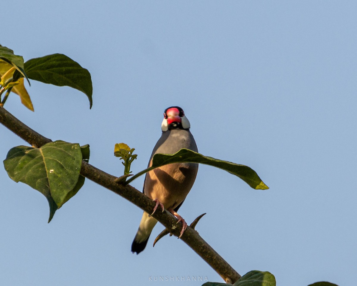 Java Sparrow - ML380222121