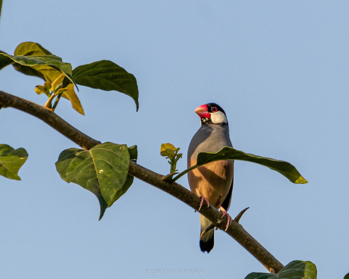 Java Sparrow - ML380222171