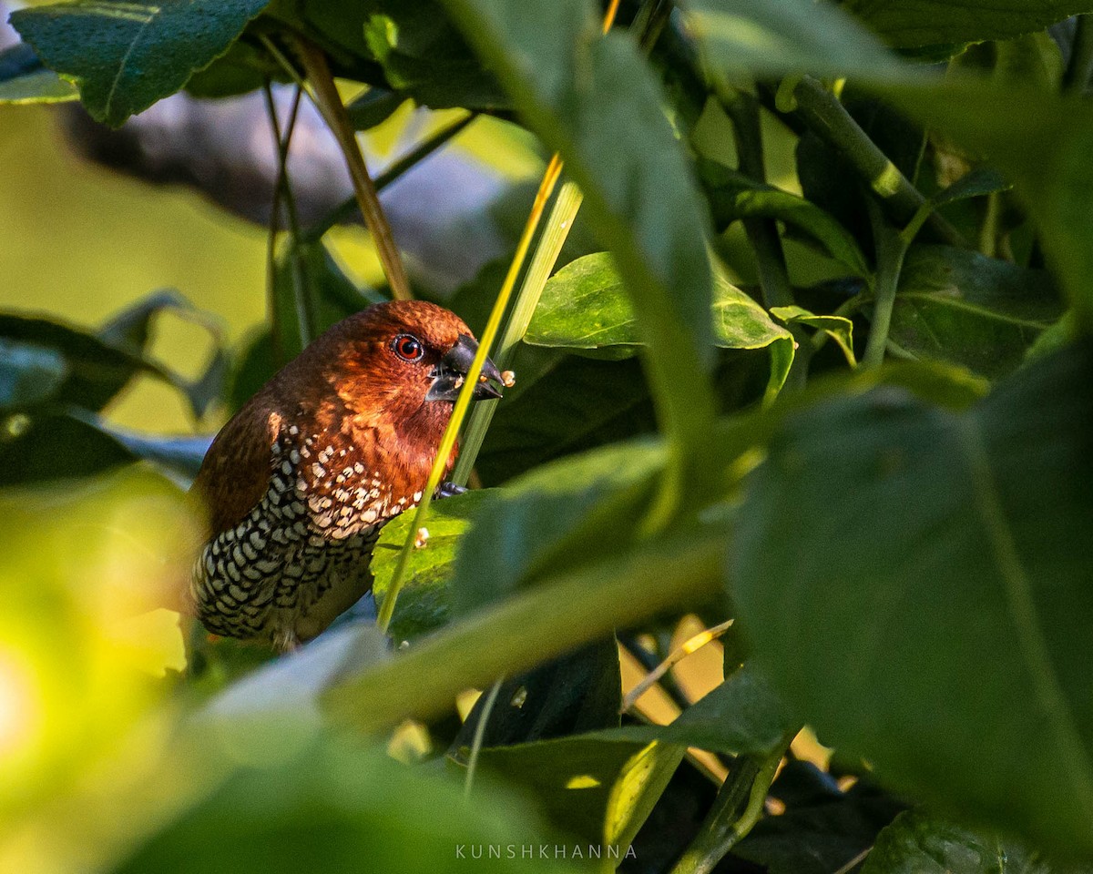 Scaly-breasted Munia - ML380222291