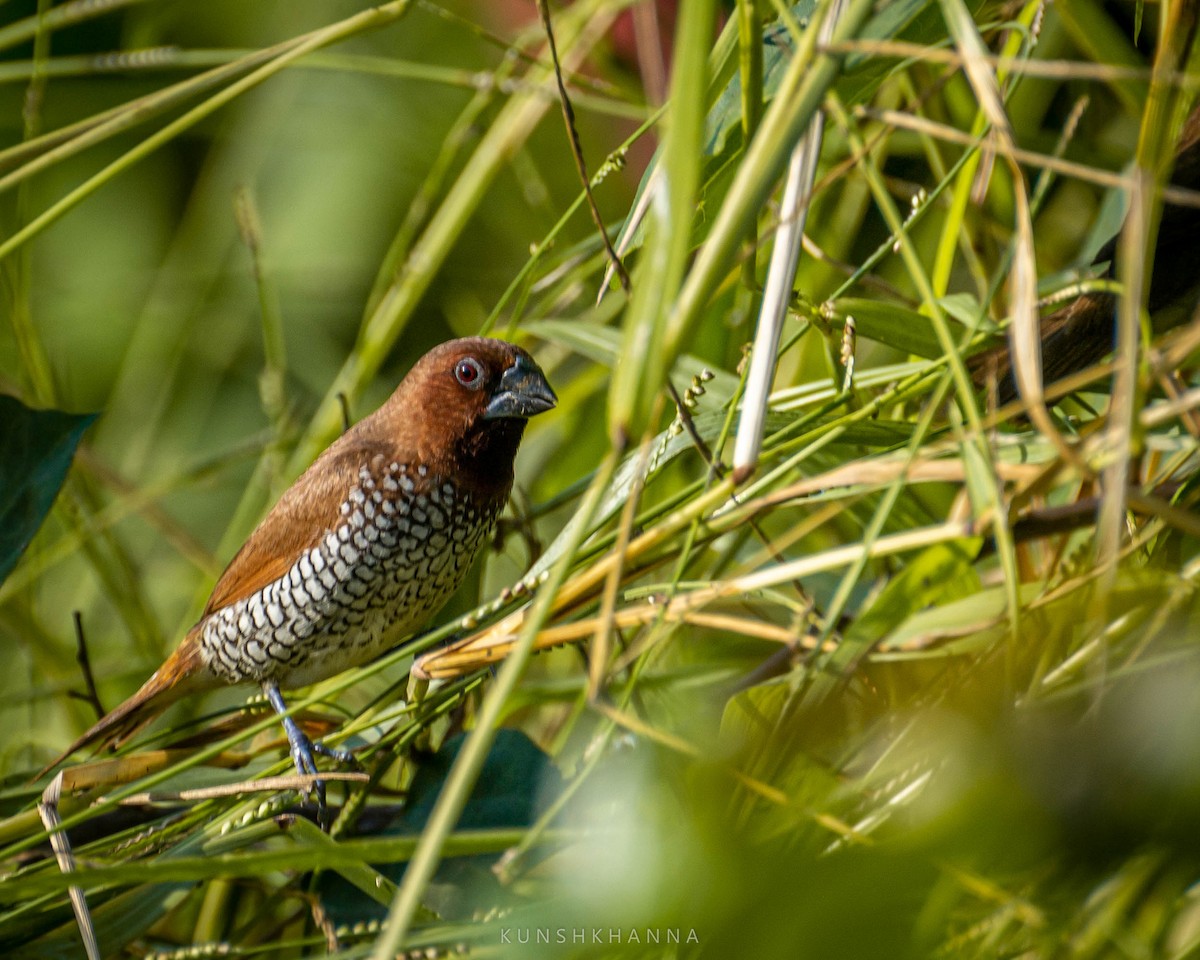 Scaly-breasted Munia - ML380222381