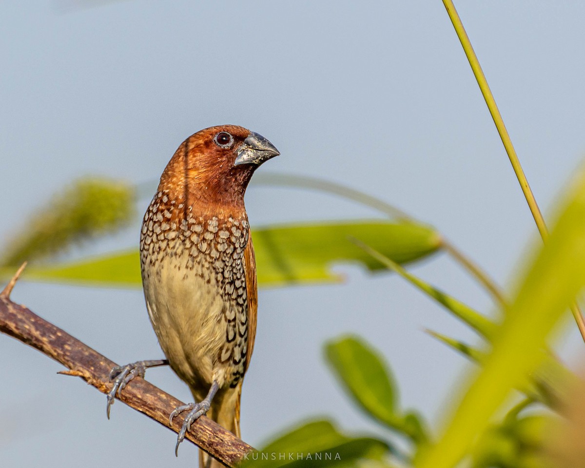 Scaly-breasted Munia - ML380222401