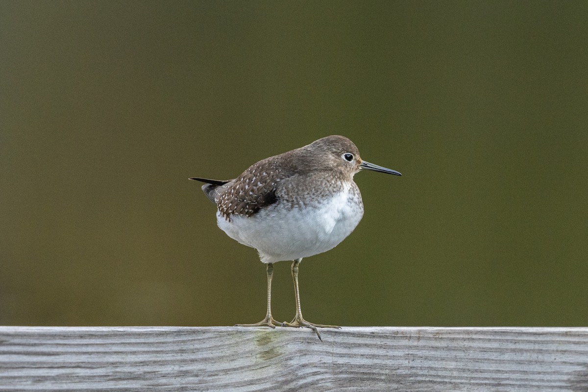 Solitary Sandpiper - Carl Mitchell