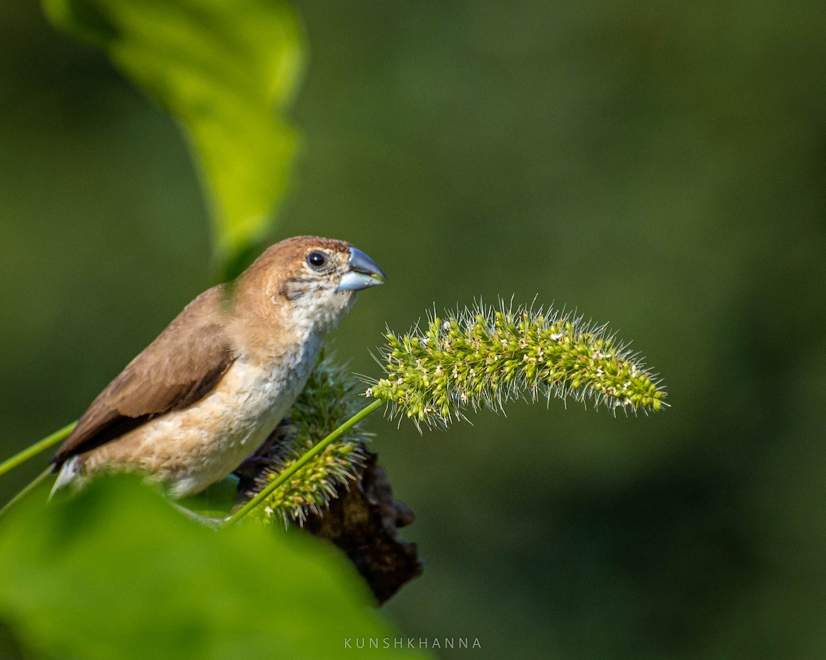 Indian Silverbill - ML380222911