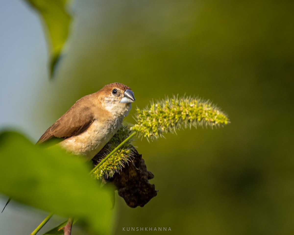 Indian Silverbill - ML380223001