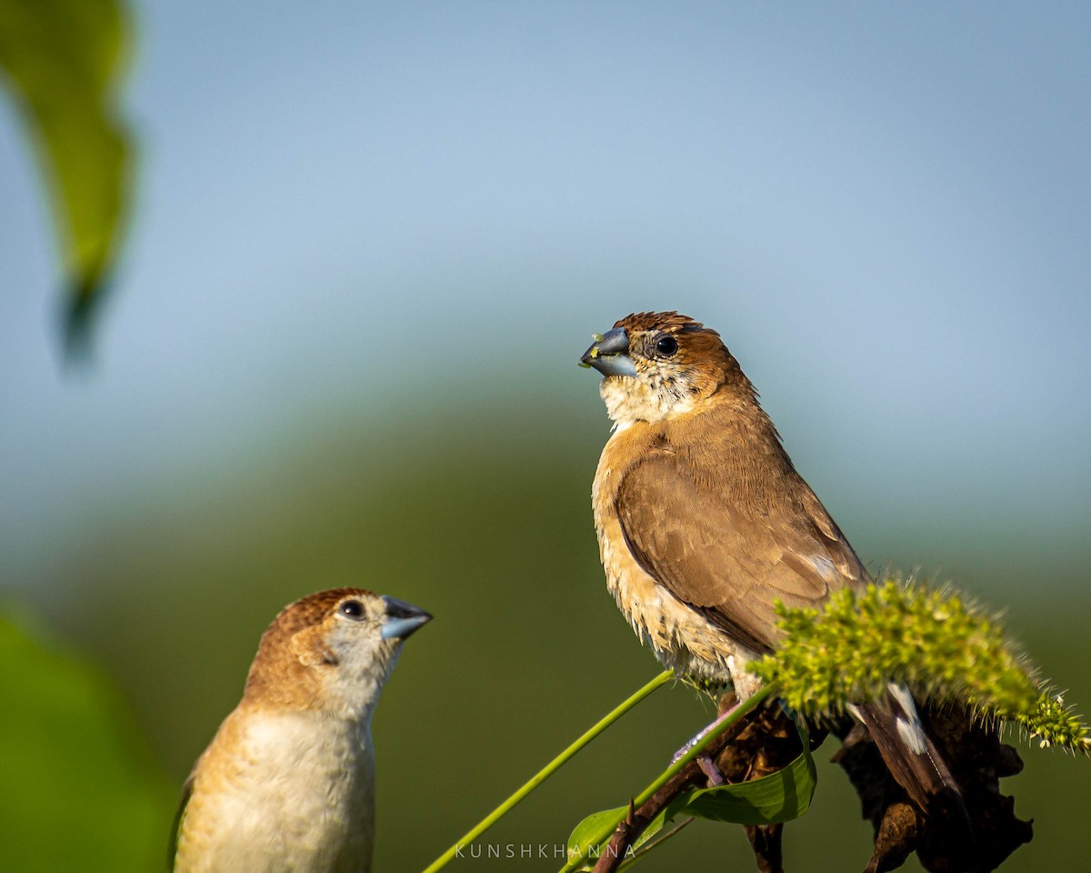 Indian Silverbill - ML380223101