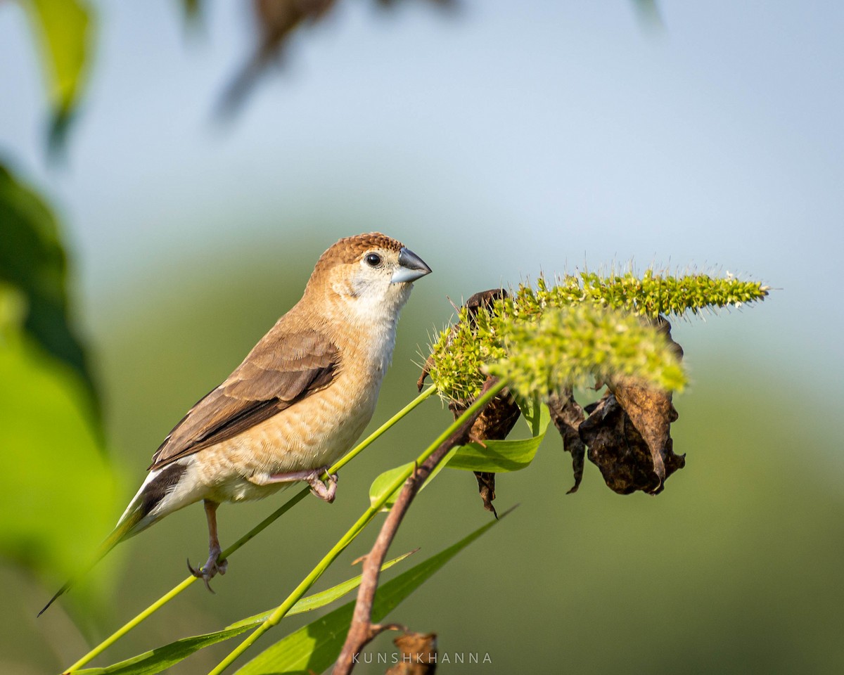 Indian Silverbill - ML380223171