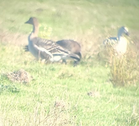 Tundra Bean-Goose - Jeff Perkins