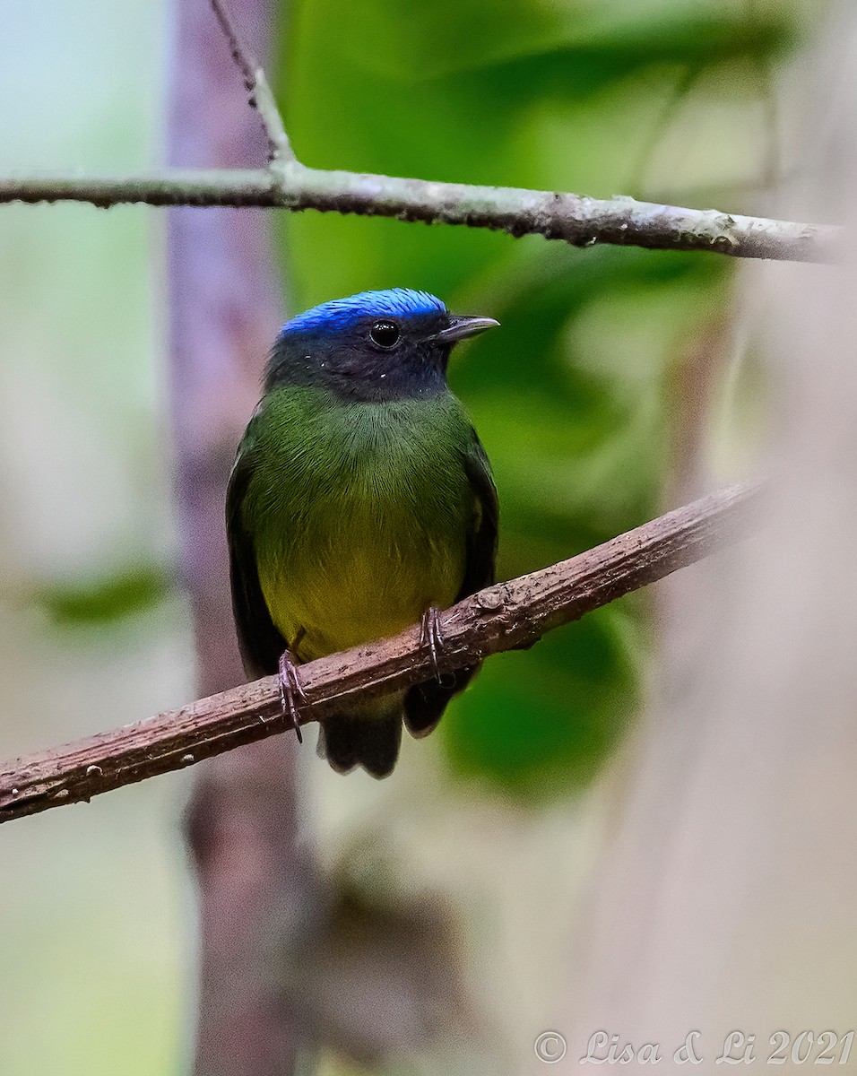 Blue-capped Manakin - ML380224361