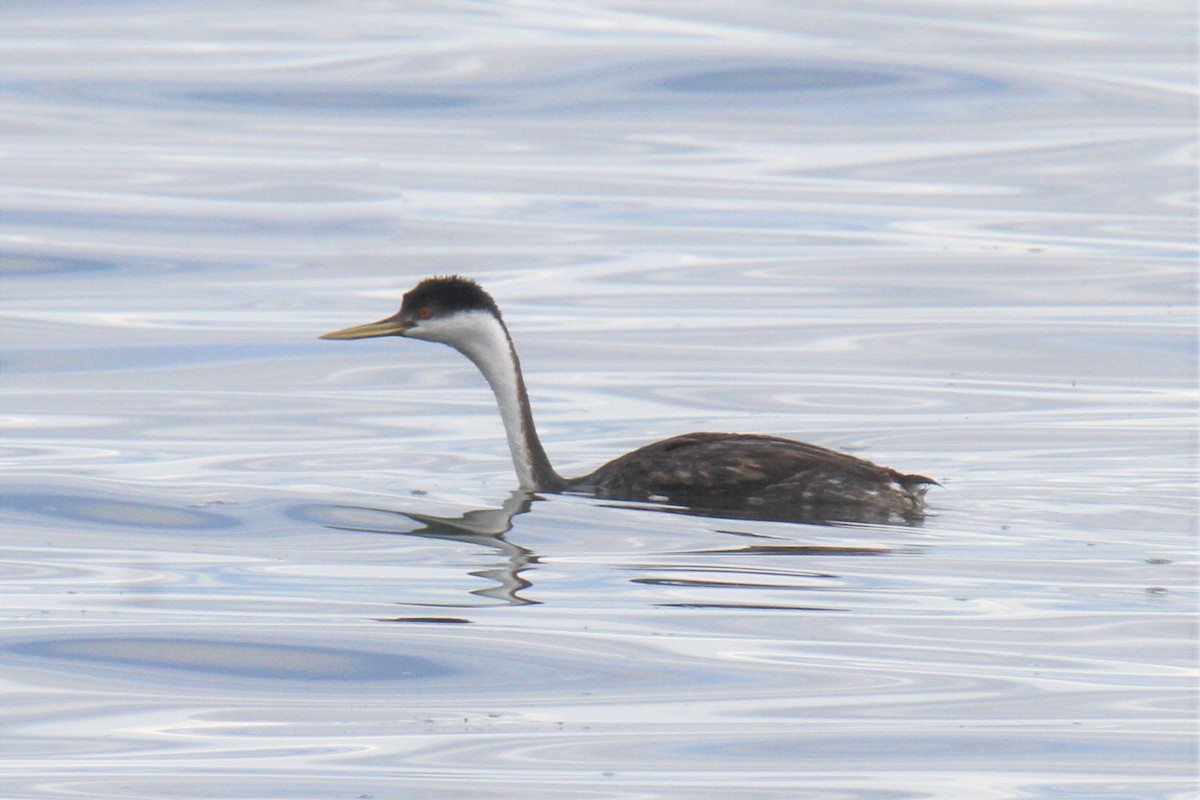 Western Grebe - ML380226131